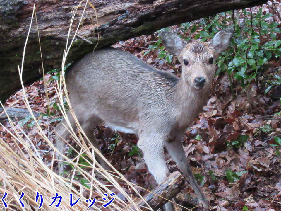 倒木下の鹿さん