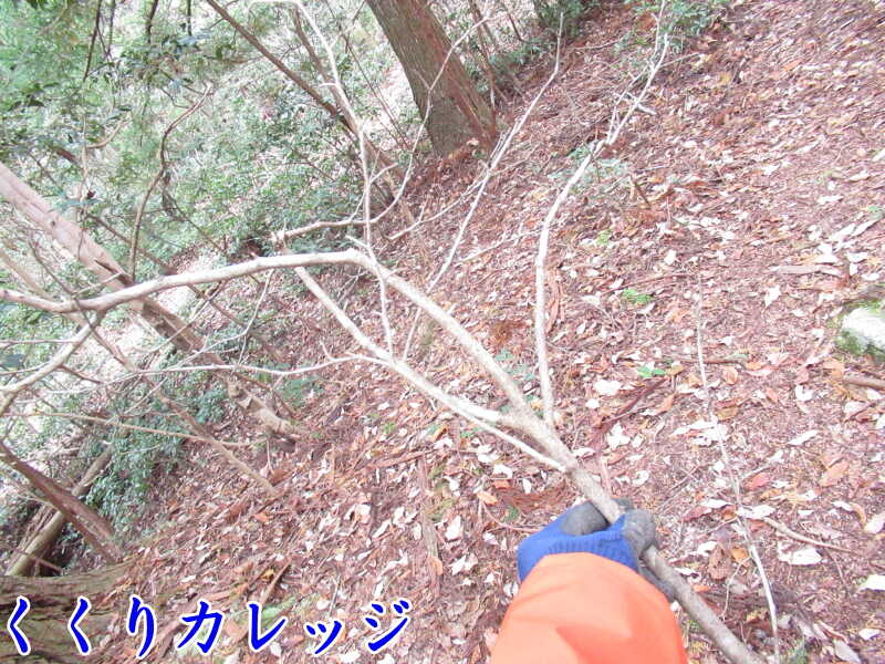 遮蔽物としての木の枝