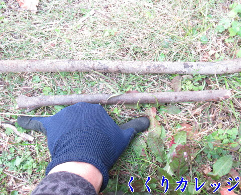 また木ようの枝