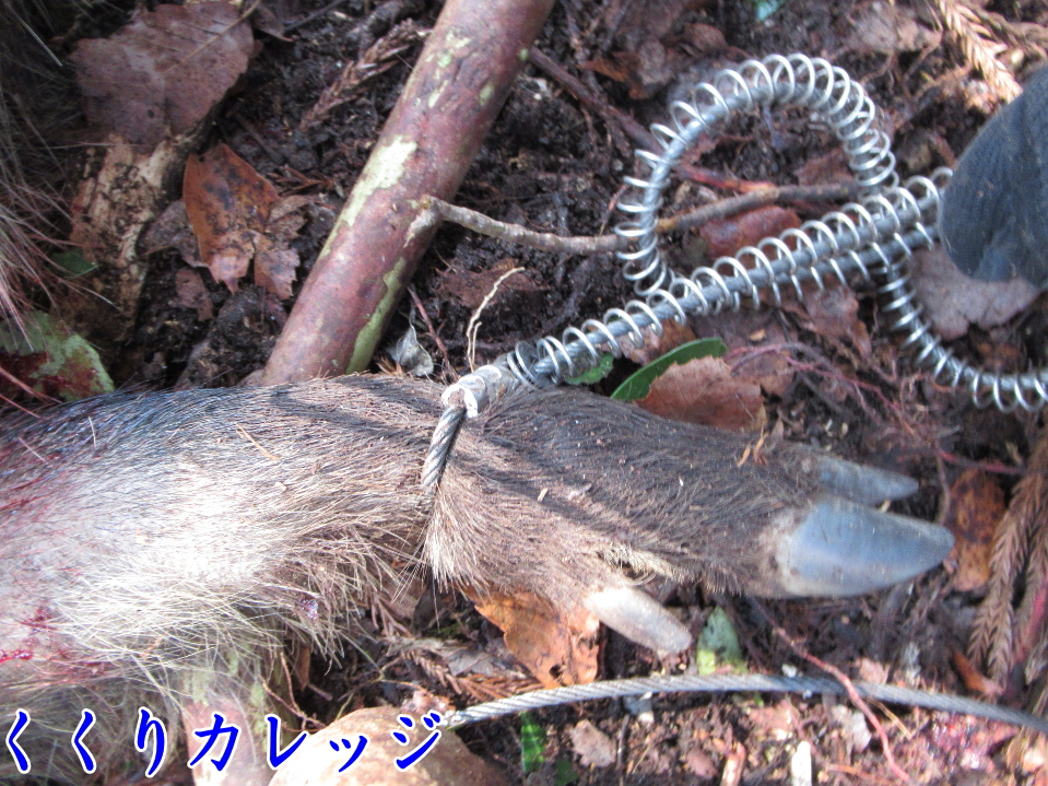 獲物の足をくくり罠でくくってる写真