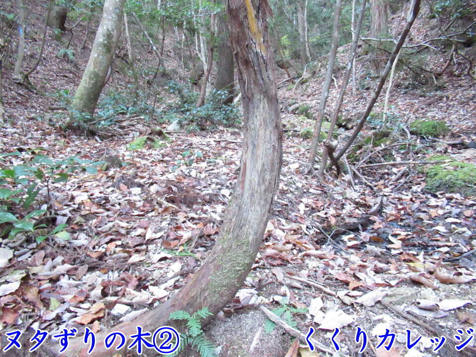 ヌタずりの木②