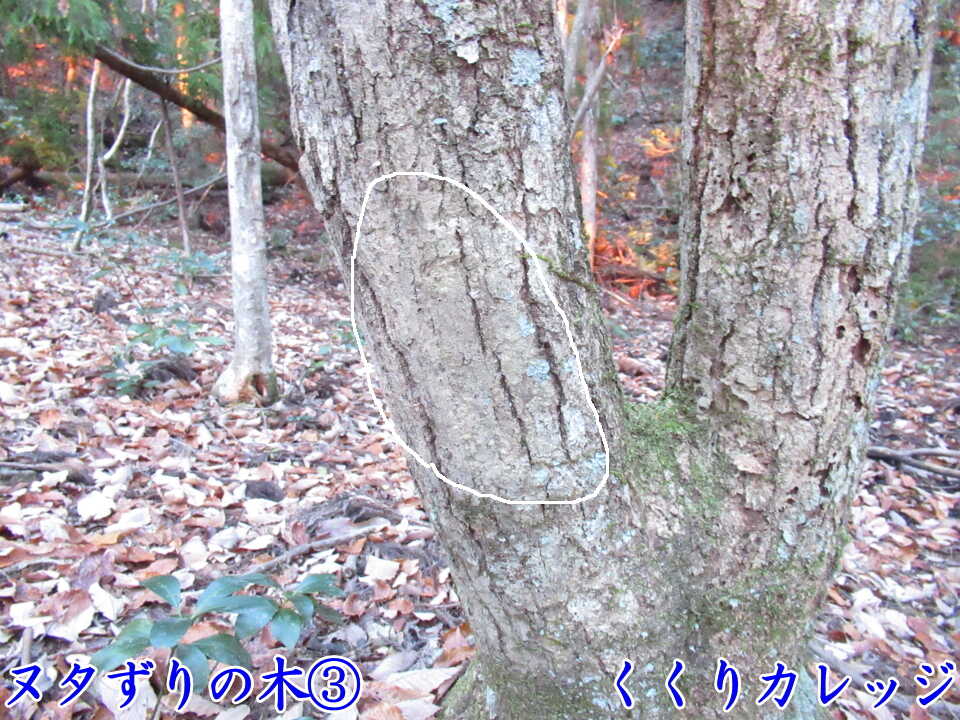 ヌタずりの木③