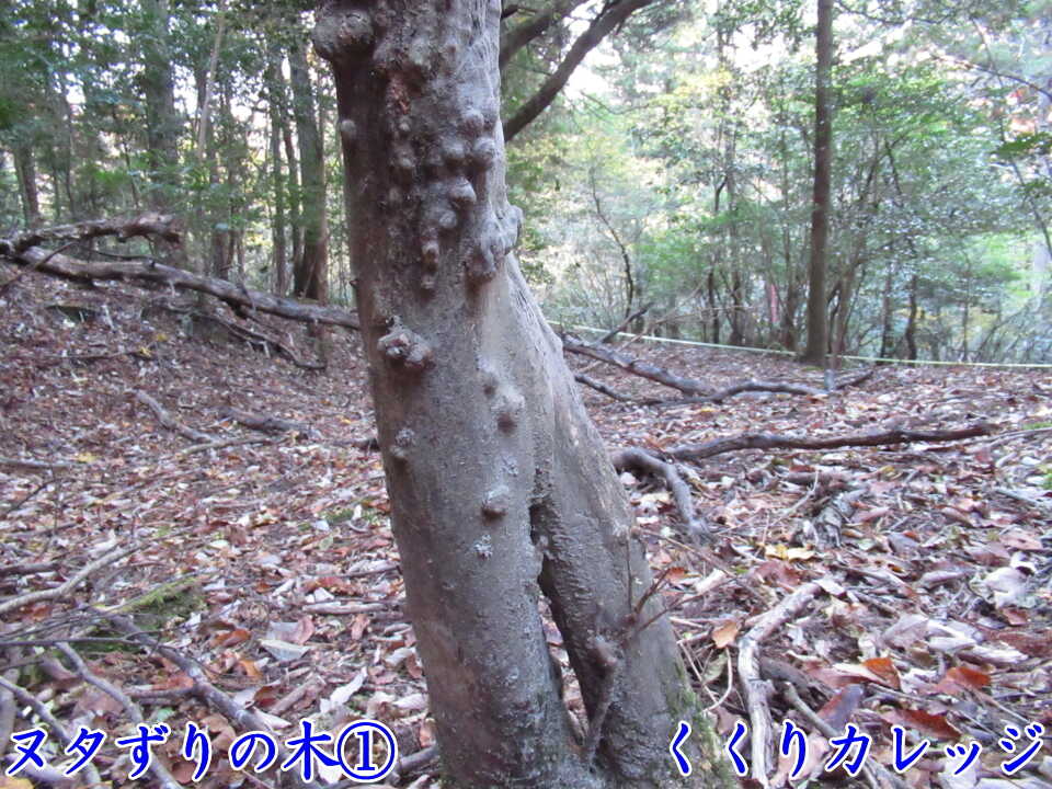 ヌタずりの木①