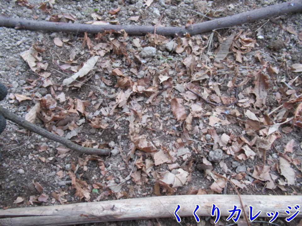 枝を全て抜くと、罠の位置は分からなくなる!