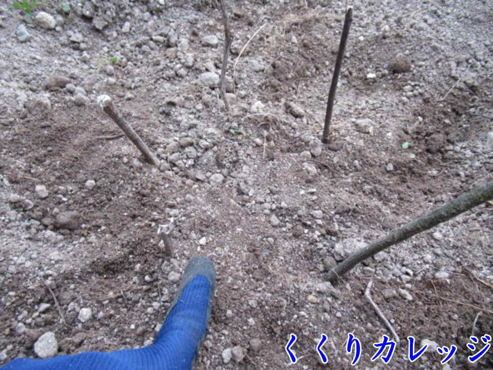 罠を全部埋めた状態