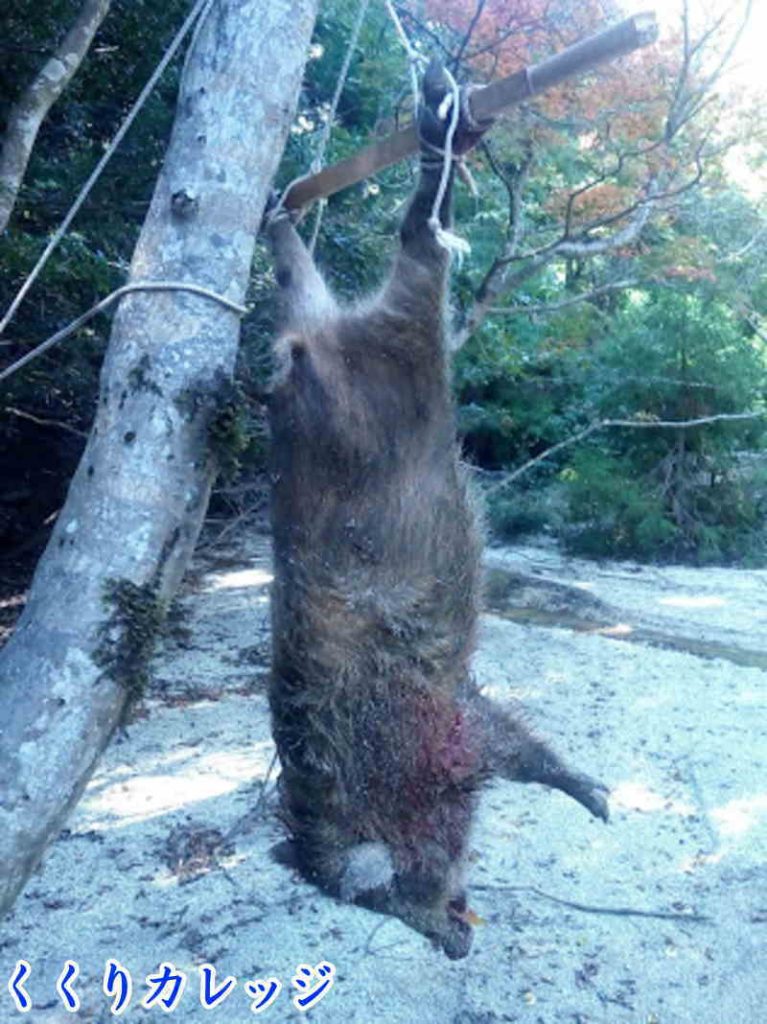 記念すべき初イノシシ