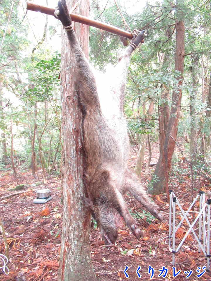 吊るした猪