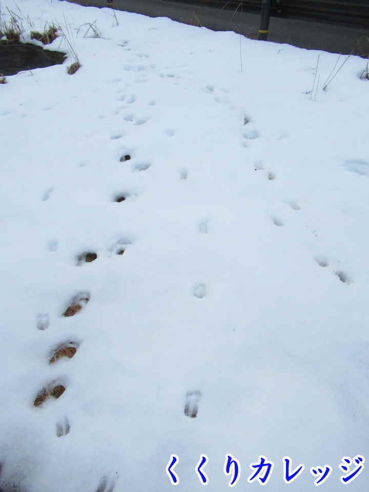 雪上の足跡