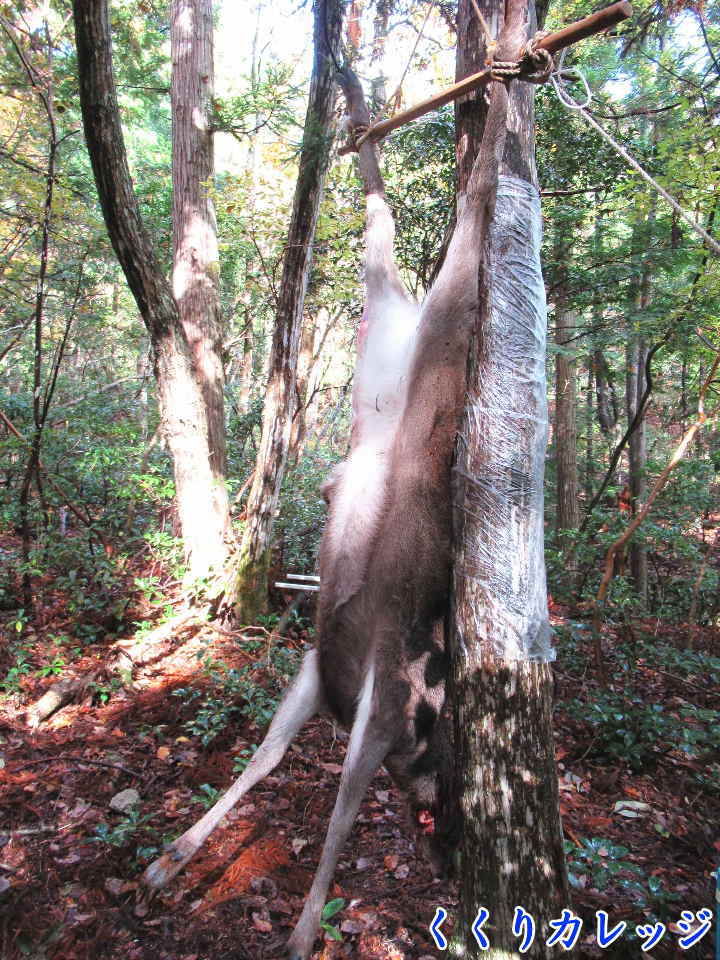 木に吊るした鹿