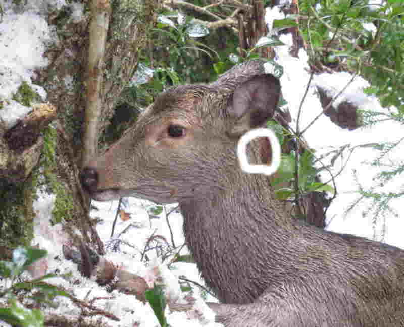 鹿の殴打ポイント