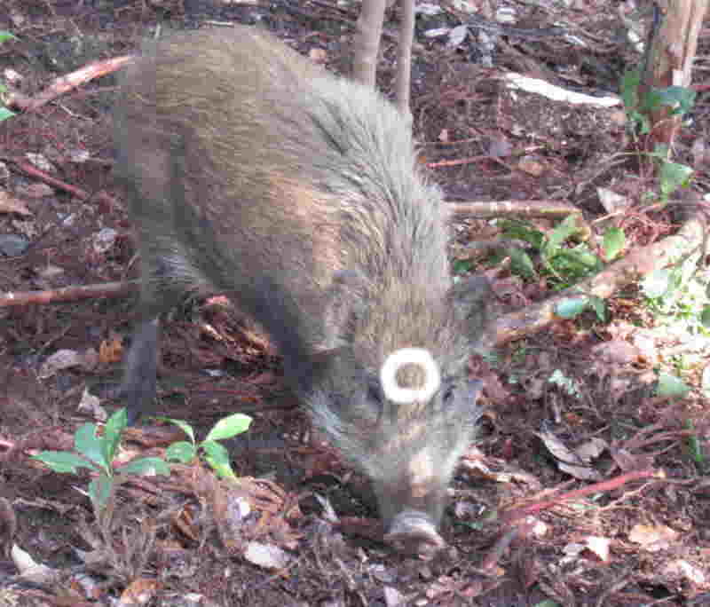 猪の殴打ポイント
眉間を狙う