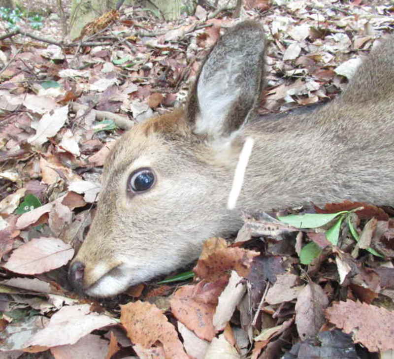 鹿の止め刺し位置