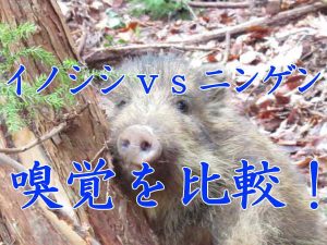 イノシシとニンゲンの嗅覚比較