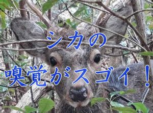 シカの嗅覚も実はスゴイ！