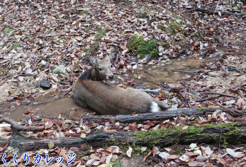 くくり罠に掛かった鹿