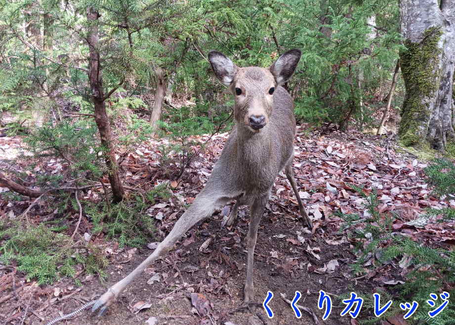 小林式誘引捕獲法で罠に掛かった鹿