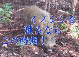 猪獲るなら この時期がベスト！