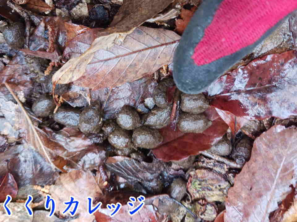 鹿の糞