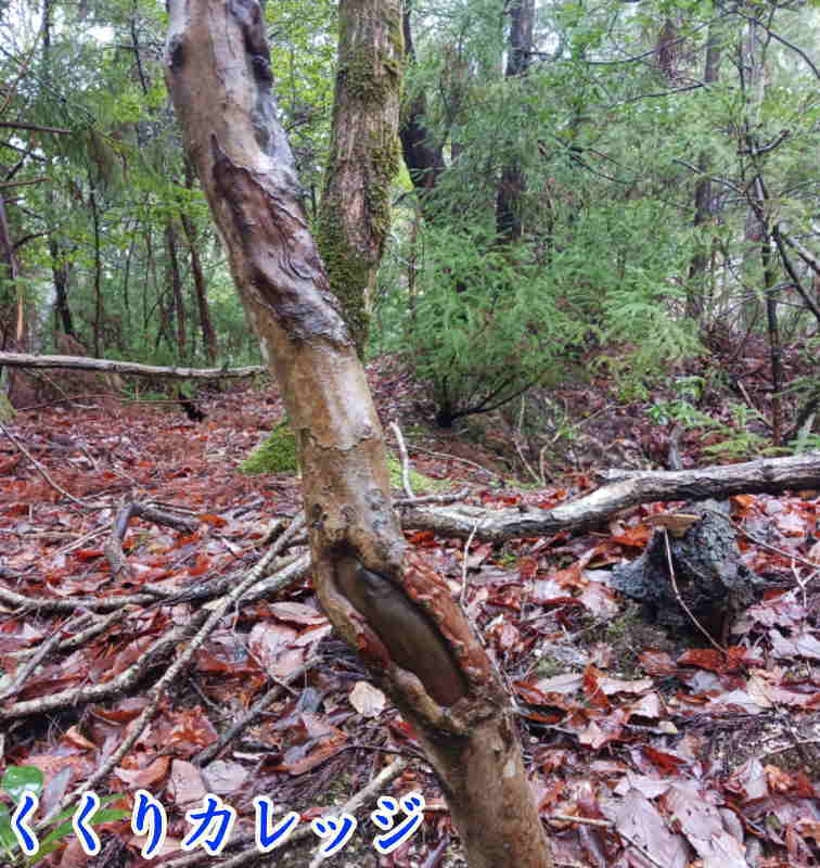 擦り木
