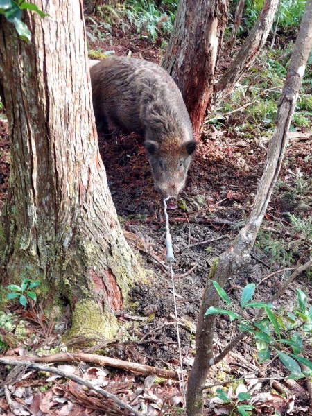 鼻くくり成功！