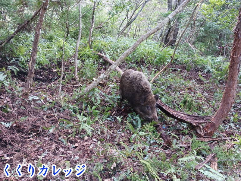 いのしし