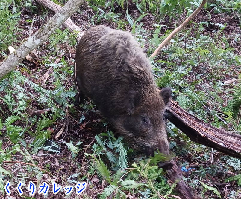イノシシアップ