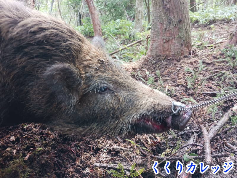 イノシシの動きを制した
