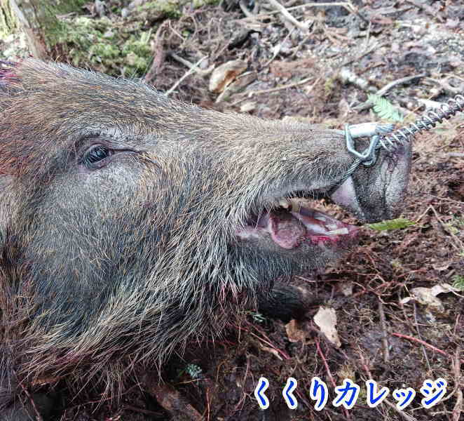 イノシシの顔
