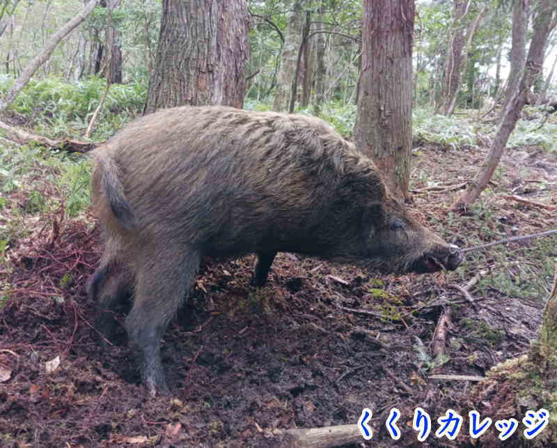 いのしし