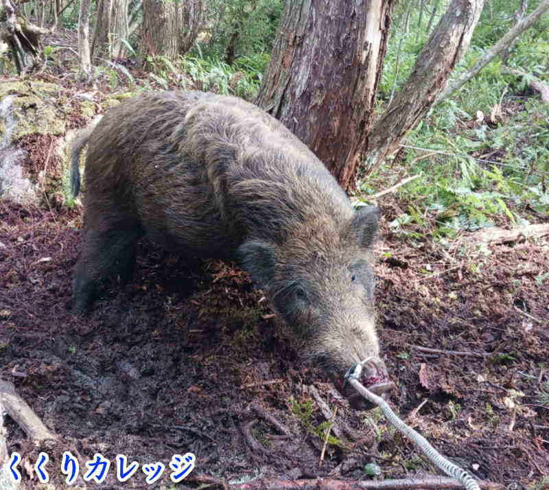 鼻をくくられた猪