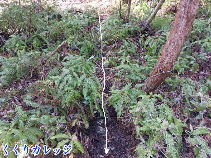 シダの中のケモノ道