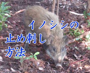 イノシシの止め刺し方法