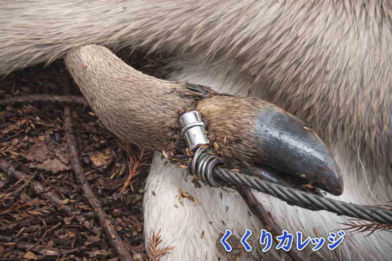 くくられた獲物の足のイラスト