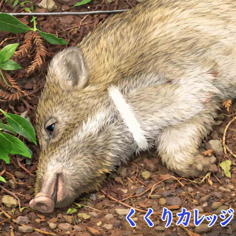 イノシシのイラスト
猪の頸動脈はココを切る