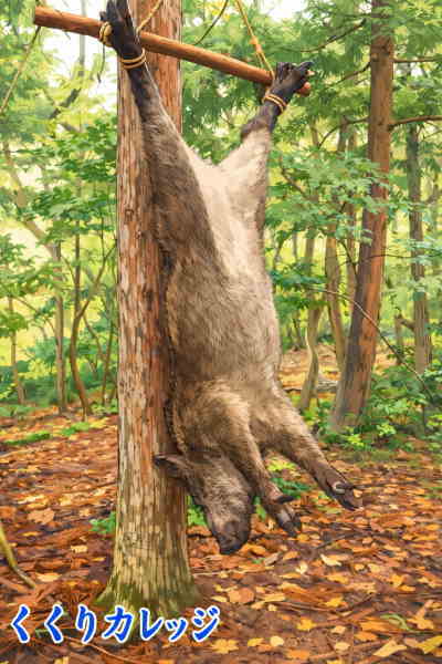 吊るしたイノシシ