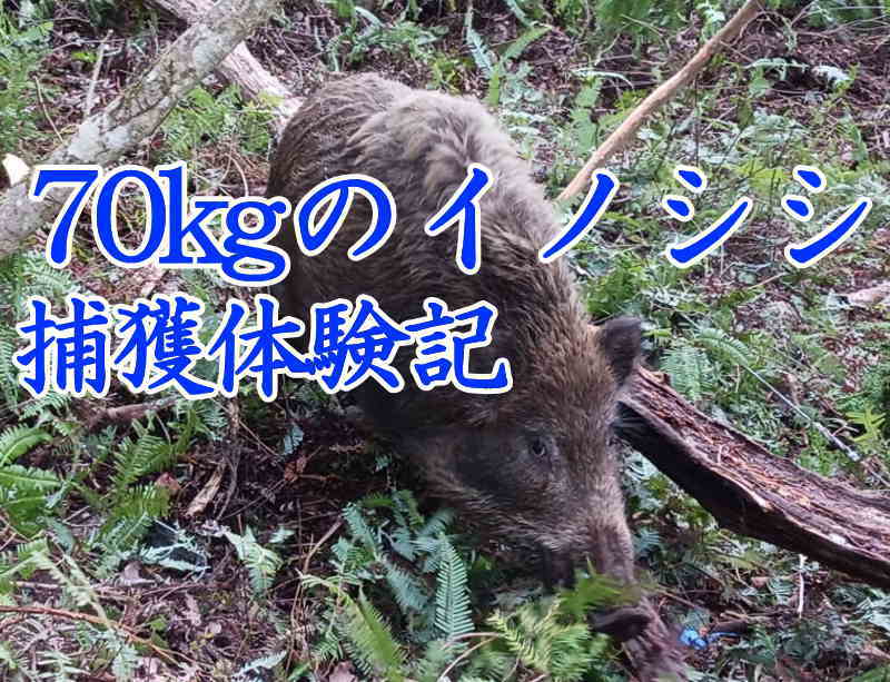 ７０キロのイノシシ捕獲体験記
