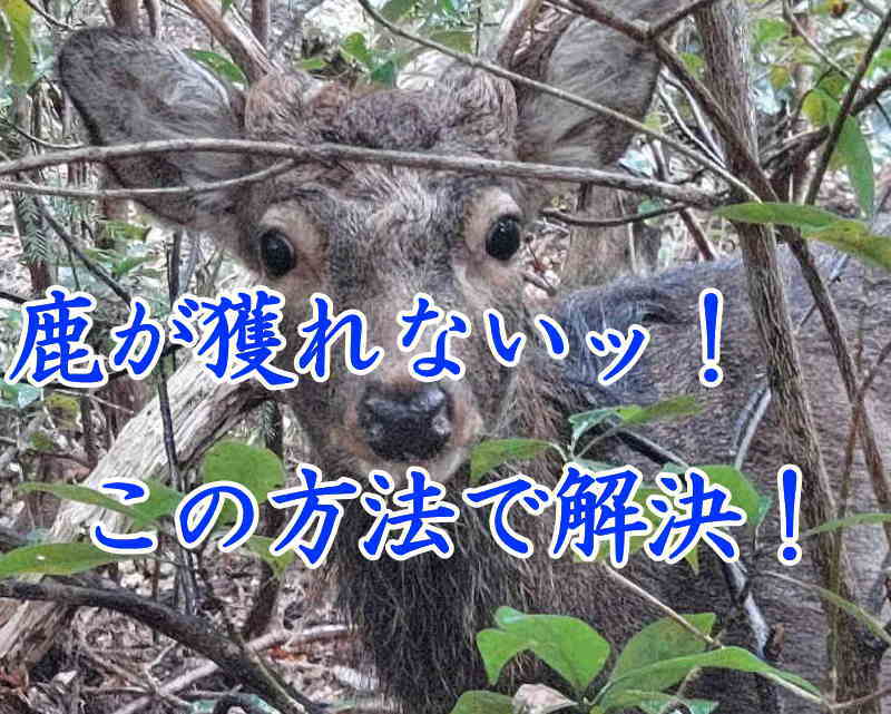 鹿が獲れない！