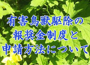 有害鳥獣駆除の申請方法