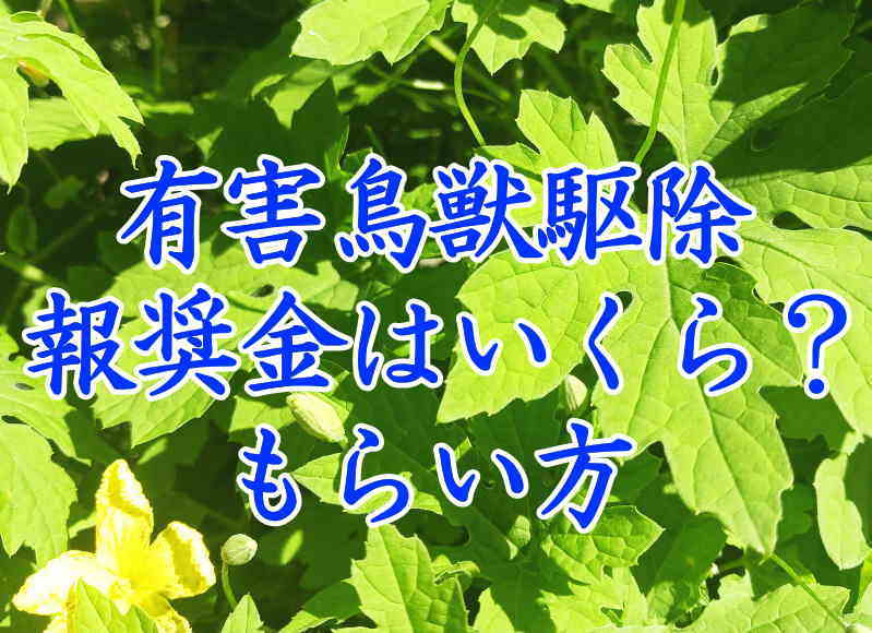 有害鳥獣駆除の報奨金もらい方